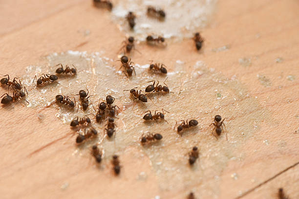 Best Pest Control for Homes  in East Lansdowne, PA